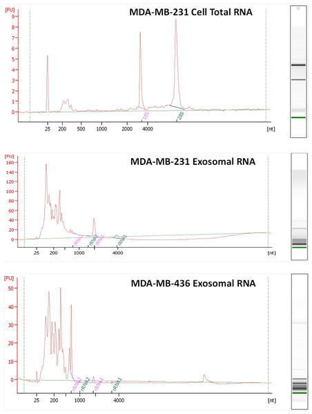 Analysis of RNA from cells and exosomes by Bioanalyzer.