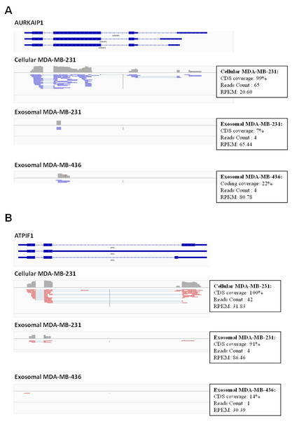 Example of low coverage transcript but very high RPKM in AURKAIP1 and ATPIF1 genes.