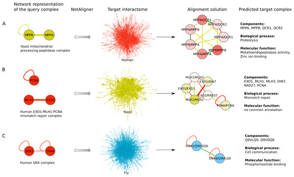 Examples for complex prediction based on network alignment.