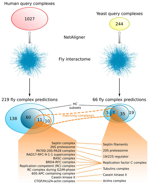 Comparison of fly complex predictions originating from yeast and human data.