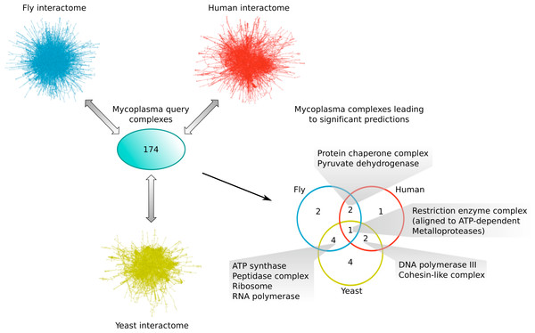 Mycoplasma complexes leading to significant predictions in yeast, fly and human.