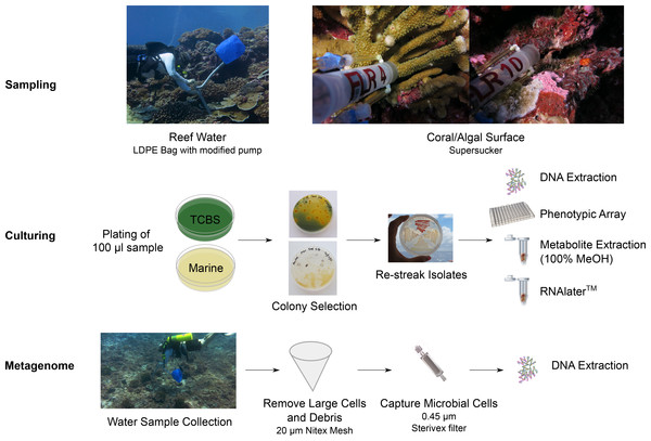 Workflow for the preparation of bacterial isolates and water samples for genome and metagenome sequencing.