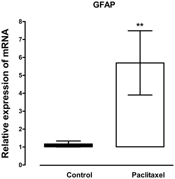 Effects of paclitaxel on glial fibrillary acidic protein (GFAP) transcript levels in the anterior cingulate cortex (ACC).