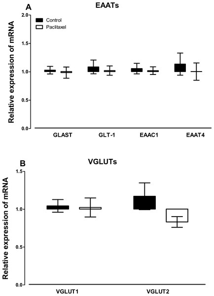 Effects of paclitaxel on glutamate transporters transcript levels in the anterior cingulate cortex (ACC).