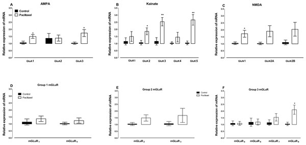 Effects of paclitaxel on glutamate receptors transcript levels in the anterior cingulate cortex (ACC).