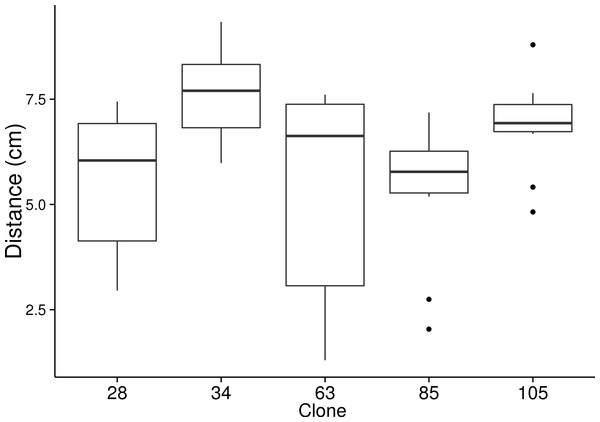 Migration distance is genotype specific.