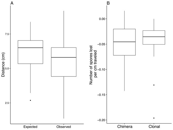 Chimeric slugs travel less far than clonal slugs but lose cells over distance at a similar rate.