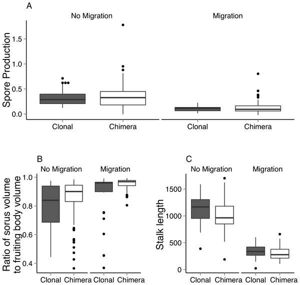 Spore production and fruiting body architecture is affected by migration and whether fruiting bodies are clonal or chimeric.