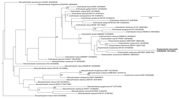 Maximum Likelihood tree based on the 16S rRNA gene sequence of CoronadoT and all type strains from the Erythrobacteraceae family.