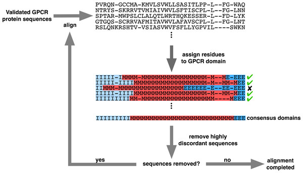 Iterative alignment strategy used to generate the structurally-informed vertebrate biogenic amine receptor MSA.