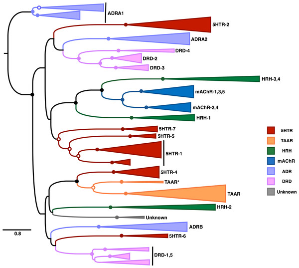 Maximum-likelihood phylogeny of vertebrate biogenic amine receptors built using the masked structurally-informed MSA in RAxML.