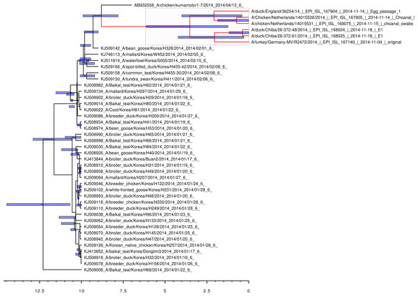 Bayesian coalescent gene tree for the 2014 H5N8 neuraminidase sequences.