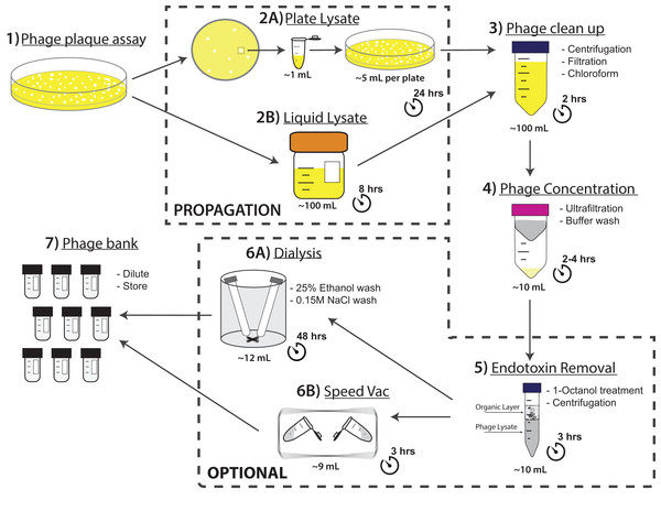 Flow chart of the PoT protocol for the production of high titer, homogenous, endotoxin reduced phage banks within two days.