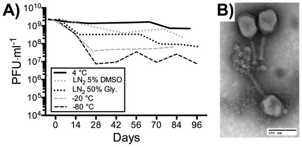 Stability of T4 phage processed through PoT under high-use laboratory conditions.