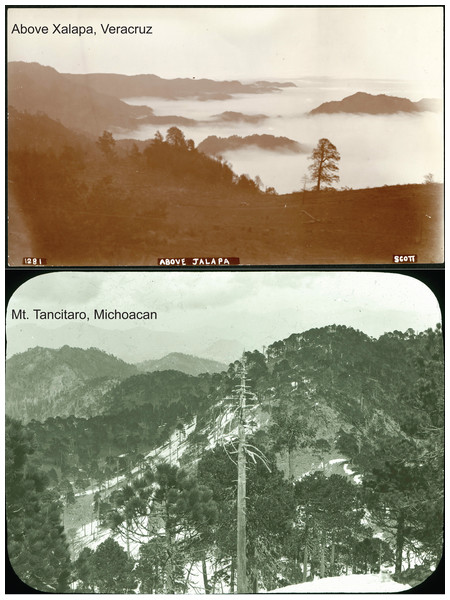 Photos of landscapes of two of the hotspots identified in this study from the Nelson-Goldman expeditions across Mexico in the late nineteenth and early twentieth centuries: above Xalapa, Veracruz (SIA2014-03203), Mt. Tancítaro, Michoacán (SIA2016-03203).