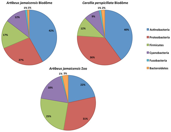 Relative abundances of the six dominant bacterial phyla in the skin microbiome of captive neotropical bats.