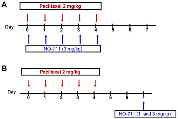 Drug administration schedule for preventative and therapeutic treatment with NO-711 against paclitaxel-induced thermal hyperalgesia and cold allodynia.