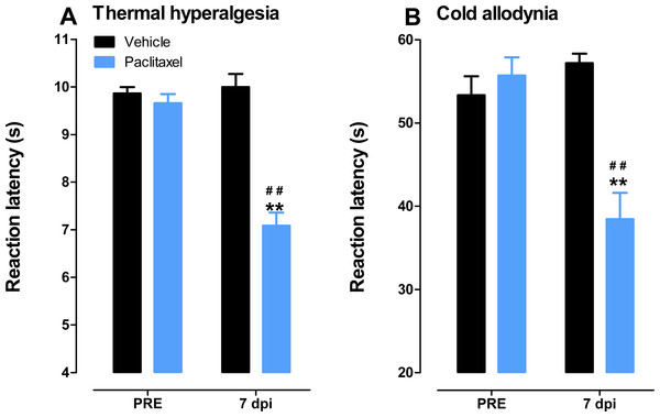 Paclitaxel-induced thermal hyperalgesia and cold allodynia in BALB/c mice.