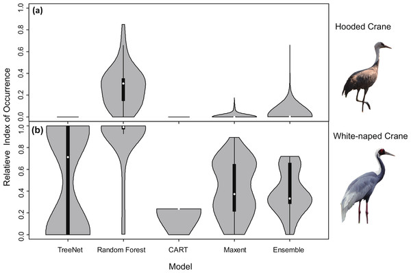 Violin plots of the Relative Index of Occurrence (RIO) for four SDMs and Ensemble model for Hooded Cranes and White-naped Cranes based on satellite tracking data.