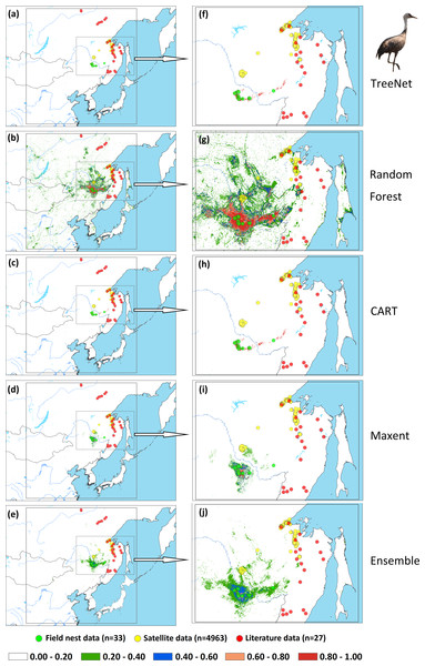 Prediction maps for Hooded Cranes and zoomed-in maps showing the four models (TreeNet, Random Forest, CART and Maxent) and Ensemble model in detail.