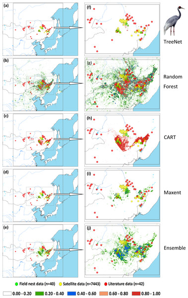 Prediction maps for White-naped Cranes and zoomed-in maps showing the four models (TreeNet, Random Forest, CART and Maxent) and Ensemble model in detail.