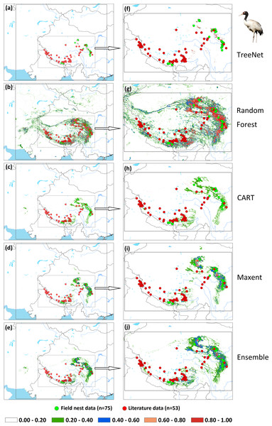 Prediction maps for Black-necked Cranes and zoomed-in maps showing the four models (TreeNet, Random Forest, CART and Maxent) and Ensemble model in detail.