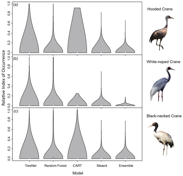 Violin plots of Relative Index of Occurrence (RIO) values for four SDMs and Ensemble model for three cranes based on calibration data from Threatened Birds of Asia.