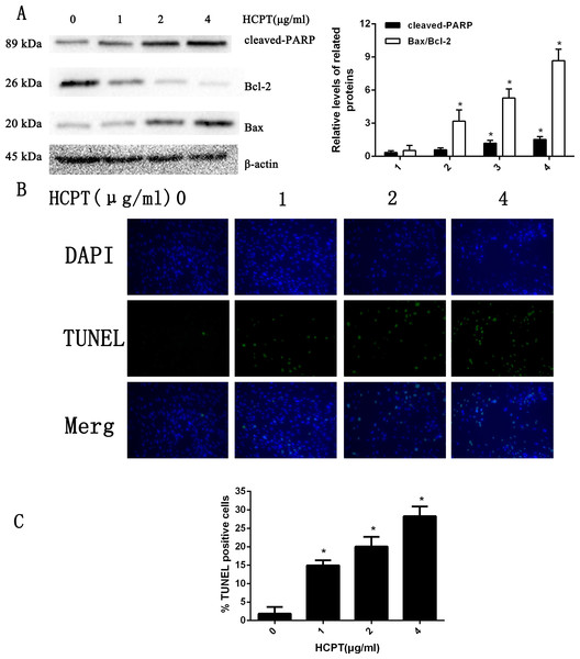 HCPT induced fibroblasts apoptosis.