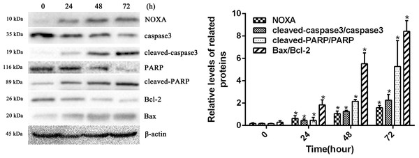 HCPT up-regulated NOXA expression.