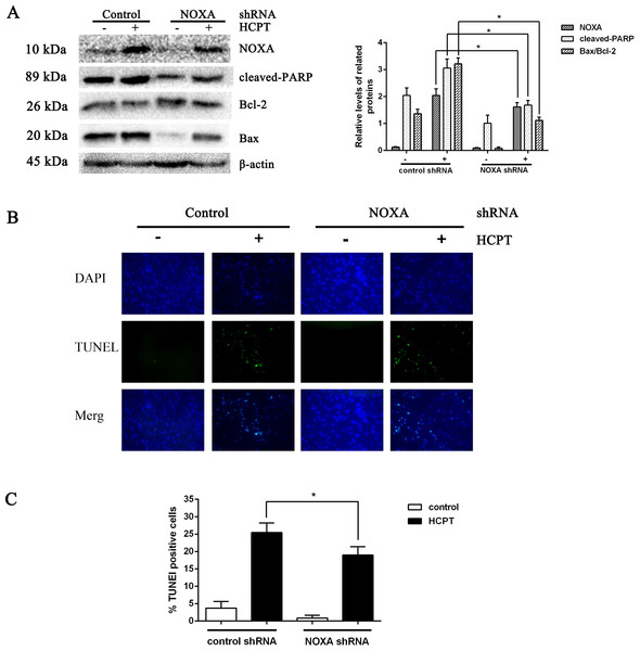 The effect of NOXA on fibroblast apoptosis.