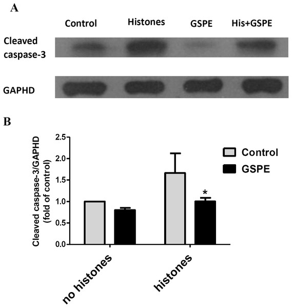 Grape seed proanthocyanidin extract inhibited caspase-3 activation induced by histones.