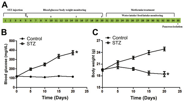 Illustration of experimental design and establishment of STZ induced diabetic mice model.