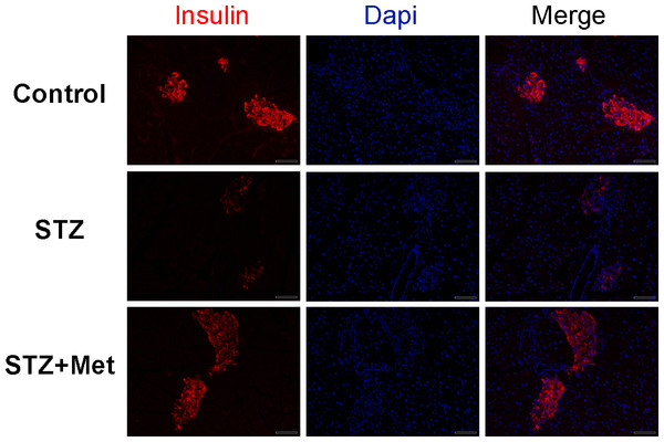 Effect of metformin treatment in STZ-induced diabetic mice on insulin secretion within the pancreatic islet structure.