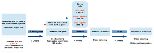 Flowchart representation of the experimental design and timeline.