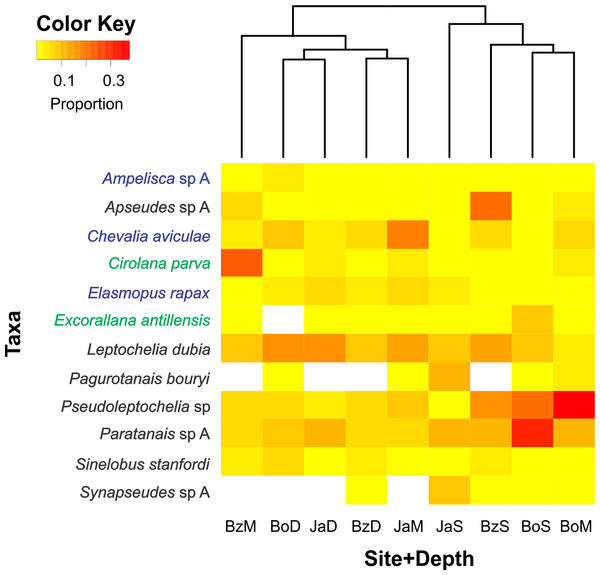 Relative abundance heatmap of cryptic peracarid taxa encountered within each site (Bz: Bonanza, Bo: Bocana, Ja: Jardines) and depth (S: shallow back-reef, M: fore-reef (6–8 m), D: fore-reef (10–12 m)) surveyed within the Puerto Morelos Reef National Park in 2013–2014.