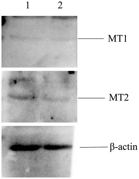 Proteins of MT1 and MT2 in the morula stage of parthenogenetic and androgenetic embryos detected by the Western blotting method.