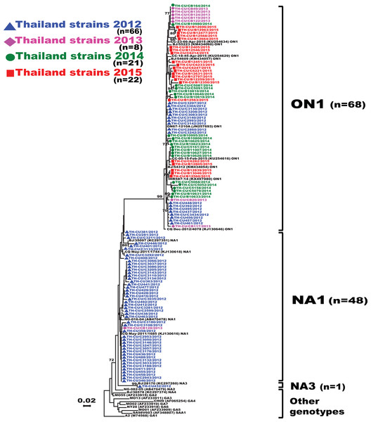 Phylogenetic tree of RSV-A based on the partial nucleotide sequences of the second hypervariable region (HVR2) of the G gene.