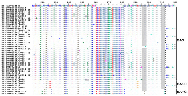 Alignment of the deduced amino acid residues encoding the second hypervariable region (HVR2) of the G protein RSV-B strains identified in this study compared to the reference B1 strain.