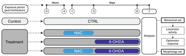 Timeline representing the experimental design and treatment groups.