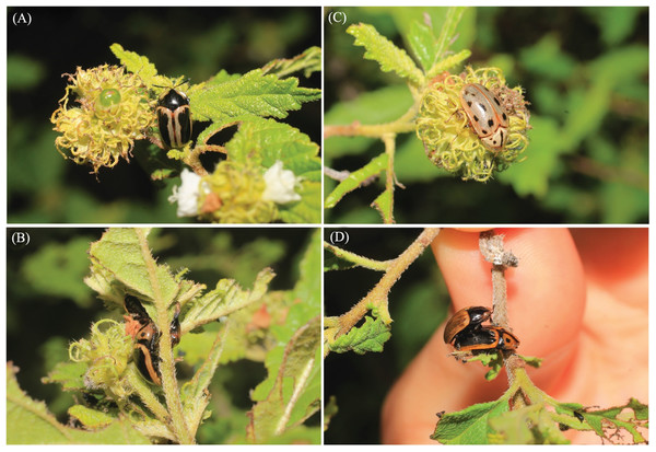 Individuals of Eurypedus nigrosignatus found feeding and copulating on the native plant species Cordia curassavica (Jacq.) Roem. & Schult. (Boraginaceae), in the Parque Nacional del Este, in the eastern part of the Dominican Republic.