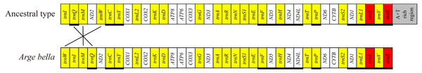 Mitochondrial genome organisation of A. bella.