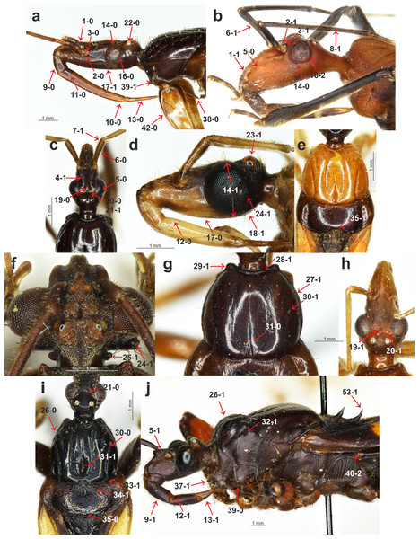 Morphological characters.