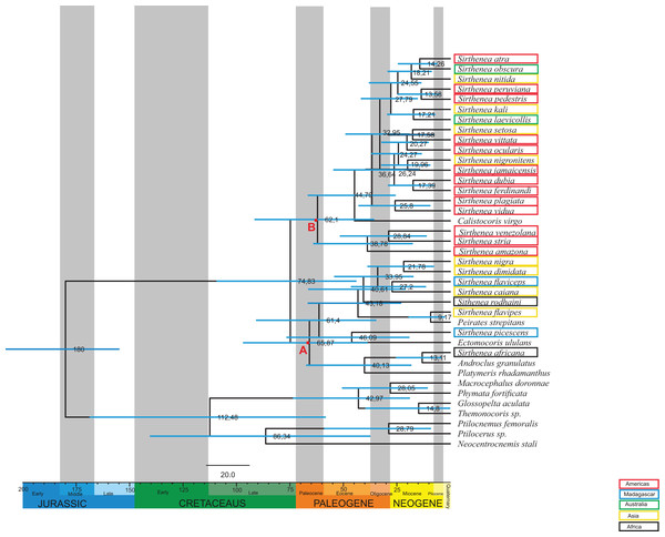 Estimated ages of divergencefor the Sirthenea genus created using BEAST.