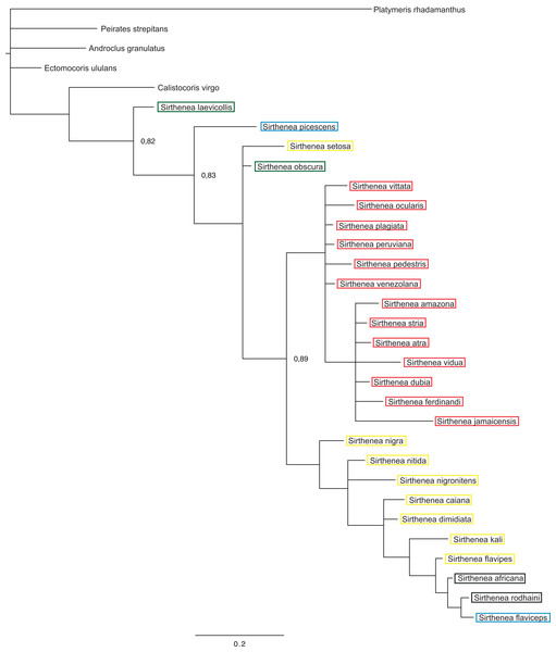 A total of 50% majority rule consensus tree from a Bayesian analysis of morphological dataset.