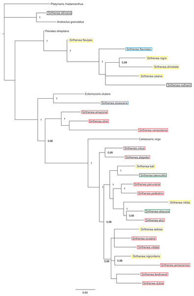 A total of 50% majority rule consensus tree from a partitioned Bayesian analysis of molecular dataset.