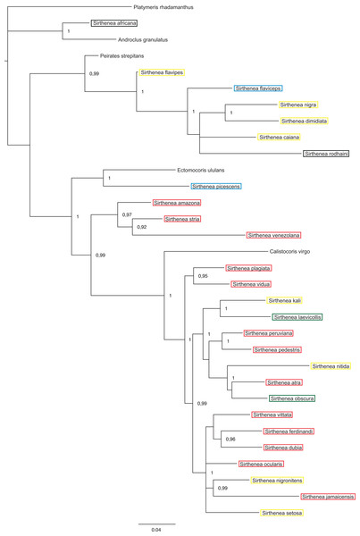 A total of 50% majority rule consensus tree from a partitioned Bayesian analysis of a combined data set (DNA and morphology).