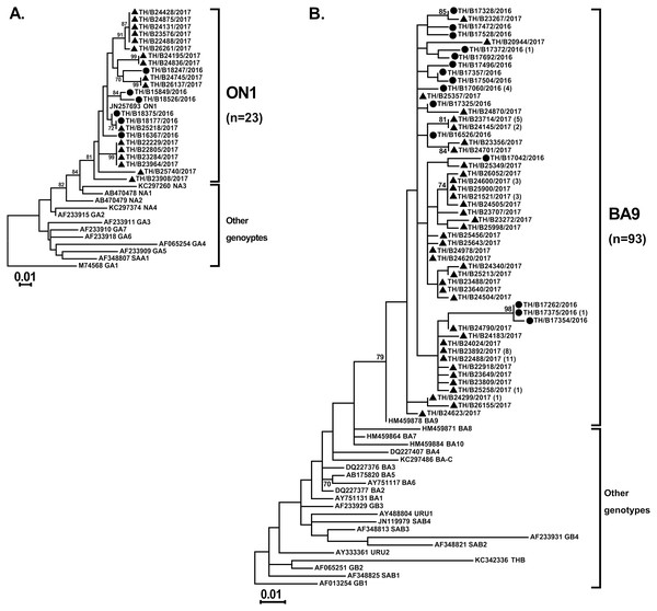 Phylogenetic analysis of RSV subgroup A and B based on the nucleotide sequence encompassing the HVR2 region within the G gene.