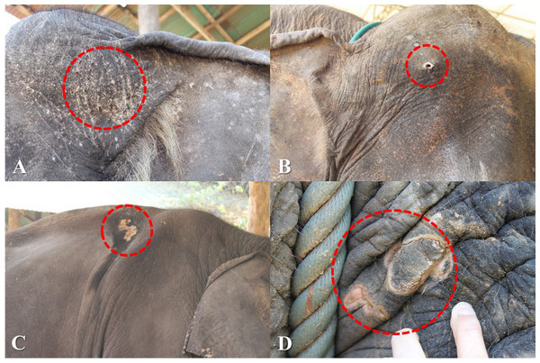 Skin lesions from inappropriate restraining method and improper use of equipment.