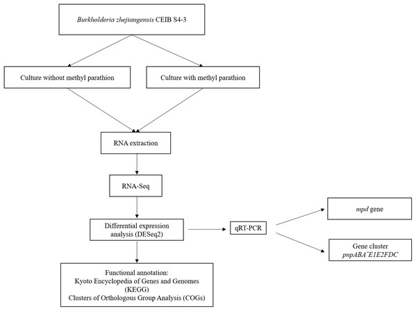 Flow diagram of the general experimental strategy of the study.