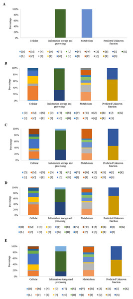 Percentage of differential expressed genes (DEGs) observed by condition and time, organized according to their associated COGs functional categories.